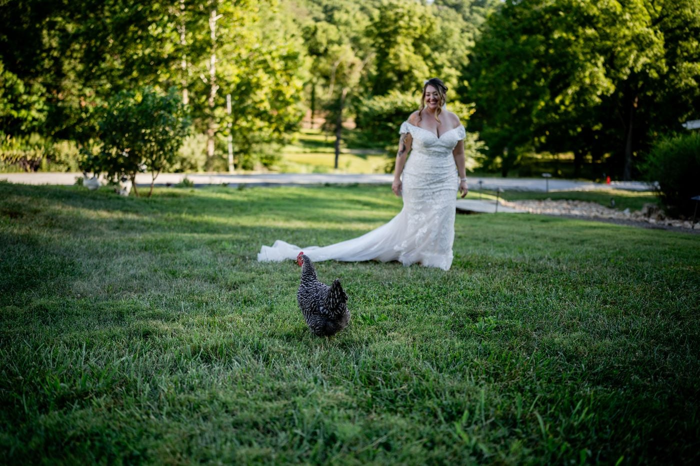 Backlit bride walking through a sunlit field with a chicken wandering in the foreground