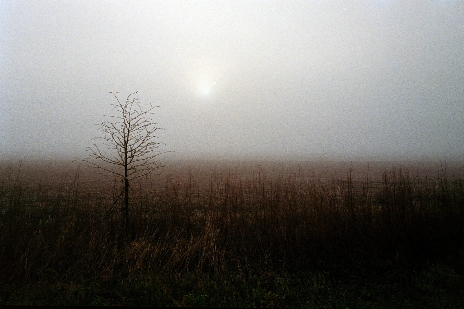 A single bare tree standing in a fog-covered Missouri field at sunrise, the sun a pale disc behind heavy mist.
